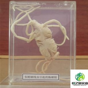 Parasite Specimens Parasite Large Body Specimens Parasite Immersed Specimens Parasite Packed Insect Slices Insect Slices