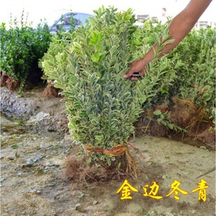 Phnom Penh Boxwood Phnom Penh Boxwood Seedlings Phnom Penh Holly Seedlings Holly Seedlings Courtyard Four Seasons Evergreen Saplings Fence Plants