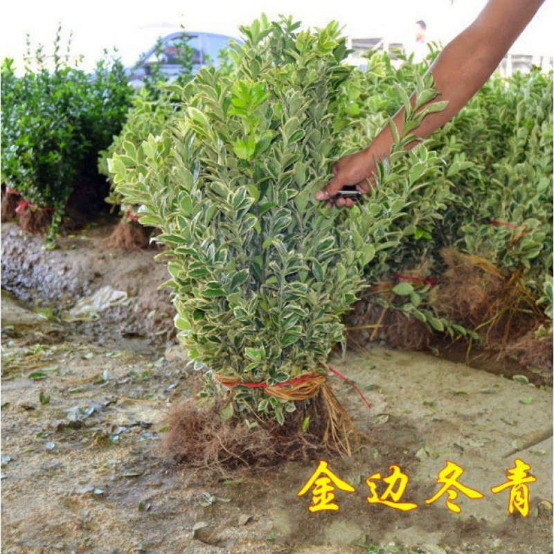 Пномпень Populus саженцы Пномпень Холли саженцы Двор четыре сезона вечнозеленые саженцы деревьев забор растения