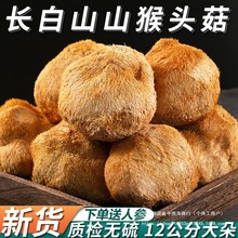 长白山猴头菇干货山猴菇头野生500g新货打粉东北菌菇煲汤食材蘑菇