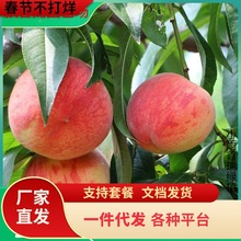 һ�����l���Ә�����ش���Y���ϱ����Nֲ���Ҙ����������Ʒ�N