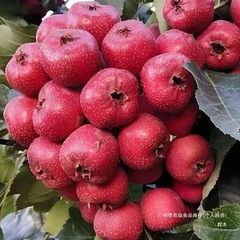 山楂鲜果山东山楂果大五棱山楂糖葫芦山楂批发新鲜山楂山东山楂