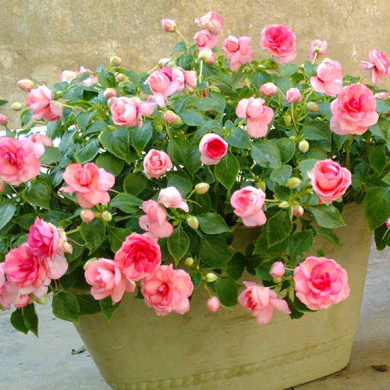 Impatiens семена хна балкон горшечные цветы Four Seasons Красочные цветы Камелия Impatiens студенческие цветочные семена