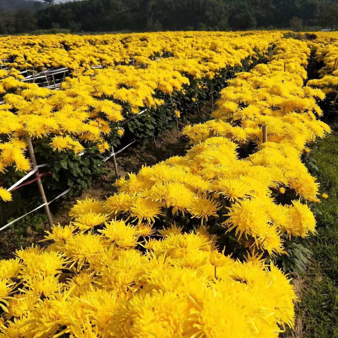 Golden Silk Chrysanthemum Tea Jin Si Huang Ju Large Blooms Loose Herbal Flowers 1000g preparation