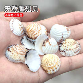 天然贝壳小花蛤鹰翅贝鱼缸水族装饰海螺批发材料DIY漂流瓶微景观