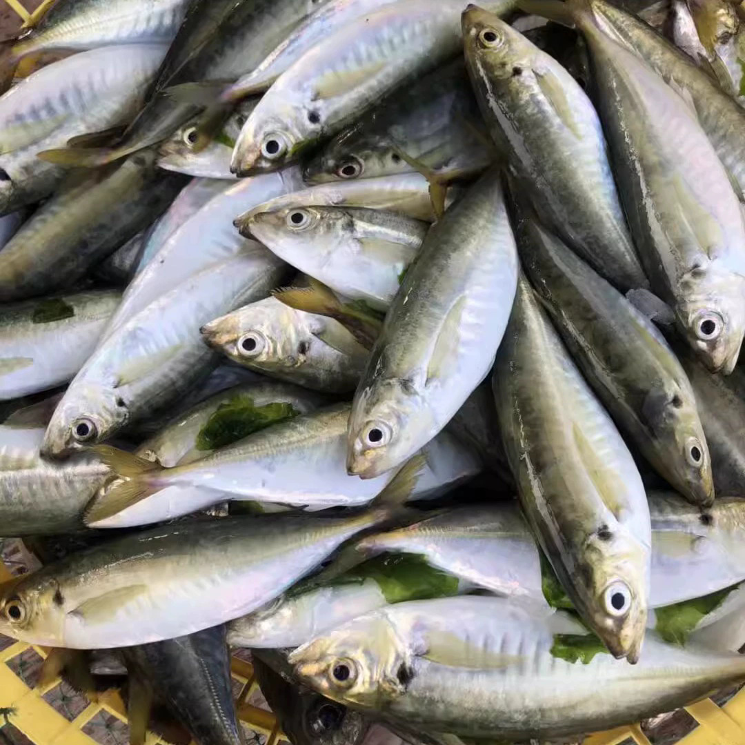 冷冻竹荚鱼船冻福建海鲜水产巴浪冰冻竹荚鱼装整箱竹巴鱼顺丰直发