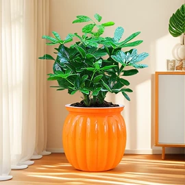 盆栽;干花;其他园林植物