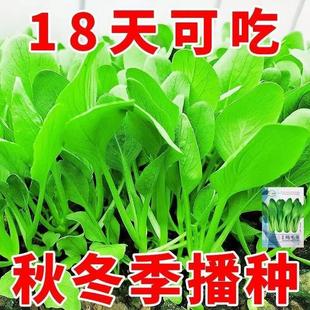Insect-Free Rapeseed Seeds for Sowing in All Seasons, Heat-Resistant and Cold-Resistant Vegetable Seeds, Cabbage Seeds, Organic Small Rapeseeds