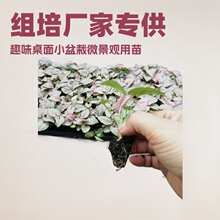 �S�Ҵ����������ܾGֲ�޺�Ϲ���Դ�^�^�~����ֲ��С���ԷN�����l