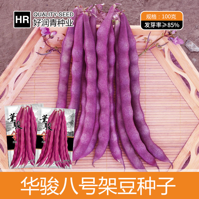 紫色芸豆角种子九粒红春秋季紫架豆大紫袍八月忙红豆角种籽菜种籽