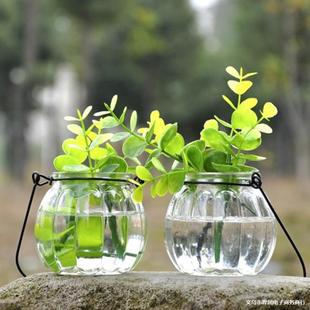 Creative Green Plant Decorative Vase Hydroponic Glass Bottle Pothos Water Plant Ecological Bottle Hydroponic Glass Plant Bottle