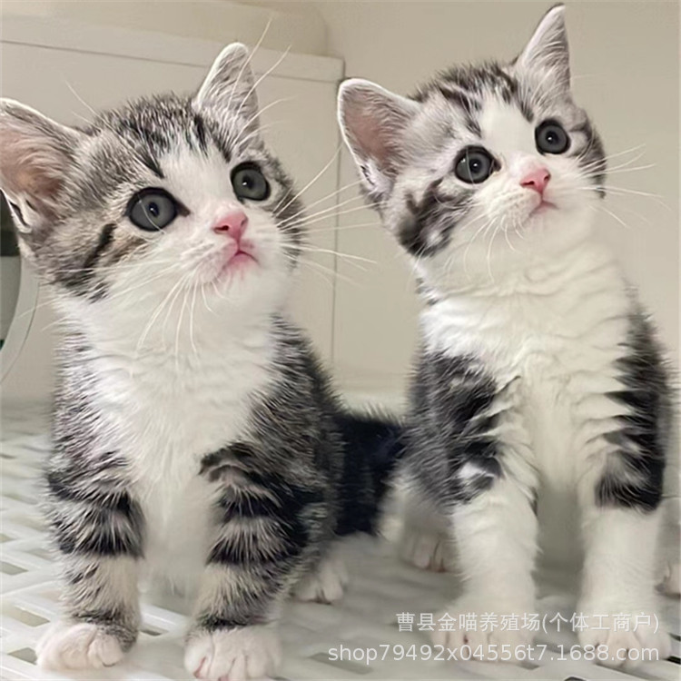 American Shorthair Live Purebred American Shorthair Plus White Cheese Short-Legged Cat Pet Kitten Live American Shorthair Tabby Kitten American Shorthair Live Purebred American Shorthair Plus White Cheese Short-Legged Cat Pet Kitten Live American Shorthair Tabby Kitten