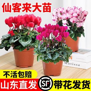�ɿ́����Ի����ö������B���̨�҃��_�����ܵ��»��������Gֲ
