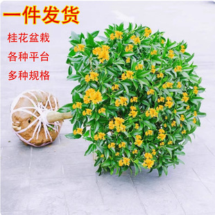 𻨘Խͻ҃ͥԺ̨_BGֲ