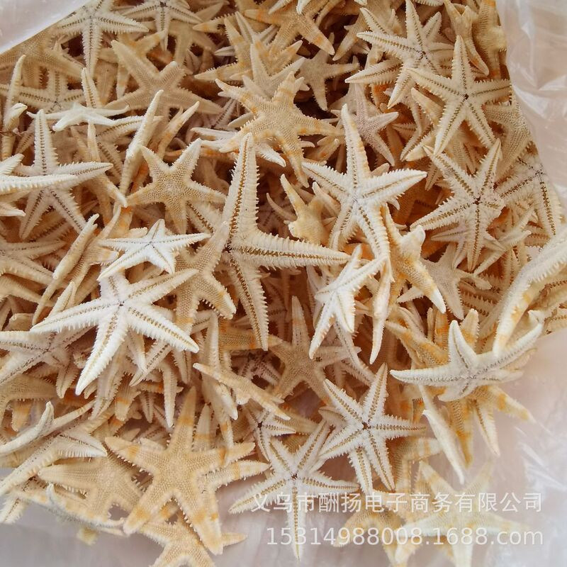Manufacturer of Natural Small Flat Starfish, Handmade DIY Materials, Shell Conch, Micro Landscape Drift Bottle Candle Decoration Manufacturer of Natural Small Flat Starfish, Handmade DIY Materials, Shell Conch, Micro Landscape Drift Bottle Candle Decoration