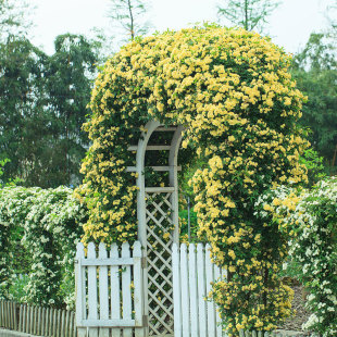 Wood-Scented Flower Seedlings Climbing Vines Blooming Red Wood-Scented Flowers Cold-Resistant Outdoor Courtyard Balcony Climbing Rose Flower Plants