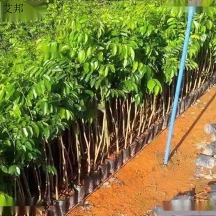 10�w�b��z�ľ����骳����M�ڳ��������̴���S̴С�~�E�