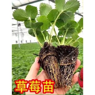 Cream Red Strawberry Seedlings, Four-Season Strawberry Seedlings, Strawberry Potted Plants, New Seedlings That Bear Fruit in the Same Year, Seeds with Soil and Cold Resistance