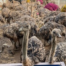 鸵鸟苗活体非洲鸵鸟苗现货供应成年非洲鸵鸟多少钱一只鸵鸟蛋批发