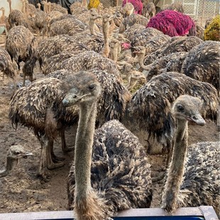 �r�B����w�����r�B��F؛������������r�B�����Xһֻ�r�B�����l