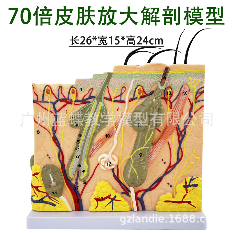 70���Ŵ�� ����Ƥ����֯�ṹ����ģ�� ΢��Ƥ�������������ν�ѧ