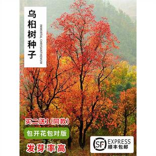 Chinese Tallow Tree Seeds, Chinese Tallow Tree Seeds, Chinese Tallow Tree Seeds, Chinese Tallow Tree Seeds, New Seed Collection Standards