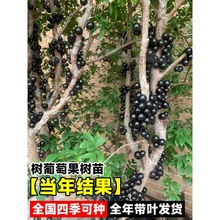 树葡萄苗果树嘉宝果苗正宗沙巴加宝果南北方四季庭院多宝果树盆栽