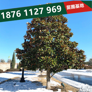 Magnolia Saplings, House Courtyard Scenery, Big Trees, Lotus, White Magnolia, Landscaping Project Seedlings, Evergreen All Year Round