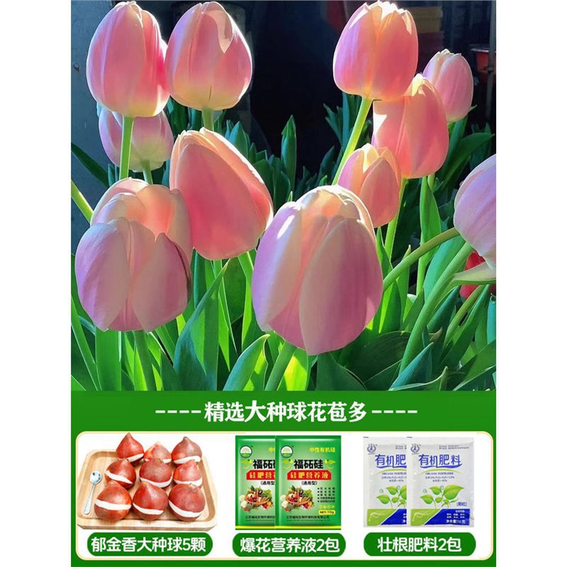 A18 sauce powder tulip 3 big balls + nutrient solution + fertilizer