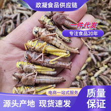 新鲜冷冻纯母去翅膀带籽蚂蚱飞蝗虫蚱蜢昆虫烧烤食材美食商用批发