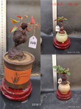 ɽ|מ΢辰șСϘ͏dֲ̨Gֲl