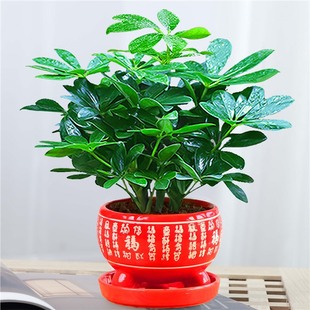 Bafanglaicai Duck Foot Wood Evergreen Office Balcony Green Plants Potted Florals Fortune Saplings Fortune Tree