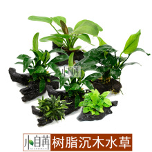 ��֬��ľ��ֲˮ�ݑ���ˮ�ݻ��w���l�~���쾰ˮ�Żʹں��B�o���ɰ