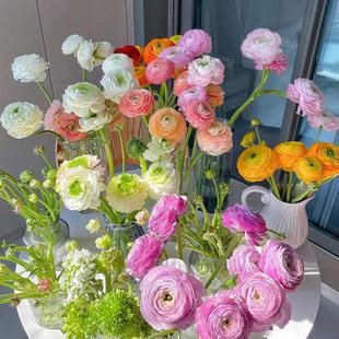 Ranunculus Bulbs Indoor and Outdoor Four-Season Peony Flower Seeds Ornamental Flower Plant Potted Plants Are Good for Feeding Flower Seedlings