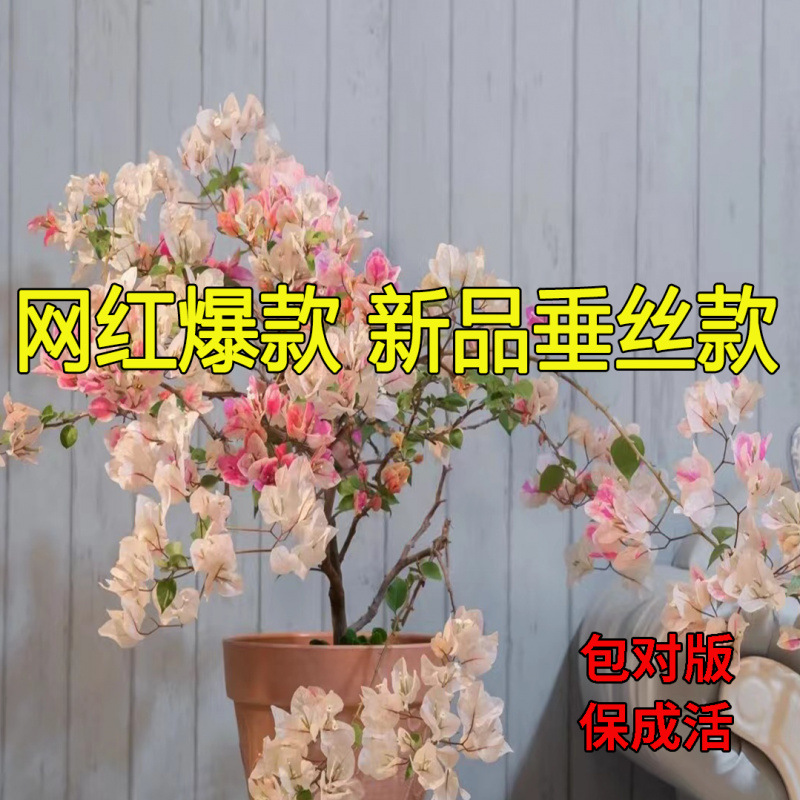 [인터넷 연예인 핫스타일] 실크벚꽃 (매칭버전)