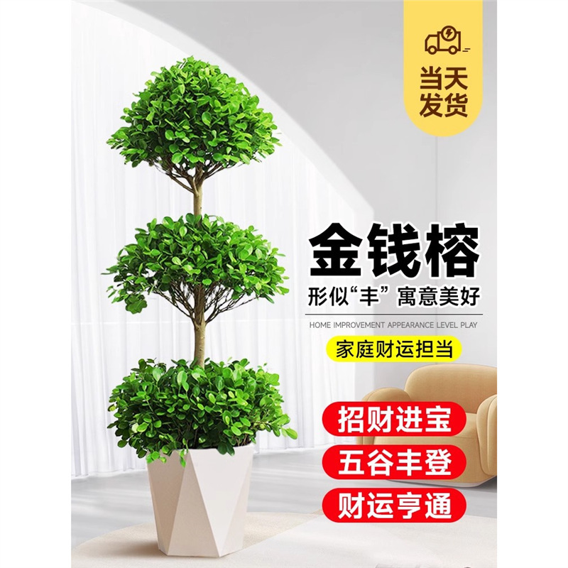 Money Tree Bonsai for Wealth and Prosperity, Large Potted Plant for Living Room, Office Green Plant, Indoor Large Bonsai, Gift, Evergreen All Year Round Money Tree Bonsai for Wealth and Prosperity, Large Potted Plant for Living Room, Office Green Plant, Indoor Large Bonsai, Gift, Evergreen All Year Round