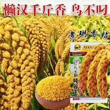 �S�����SС��С���׷N�ѵ��ȷN�����߮a��������s�Z�N�Ӵ�ȫ����