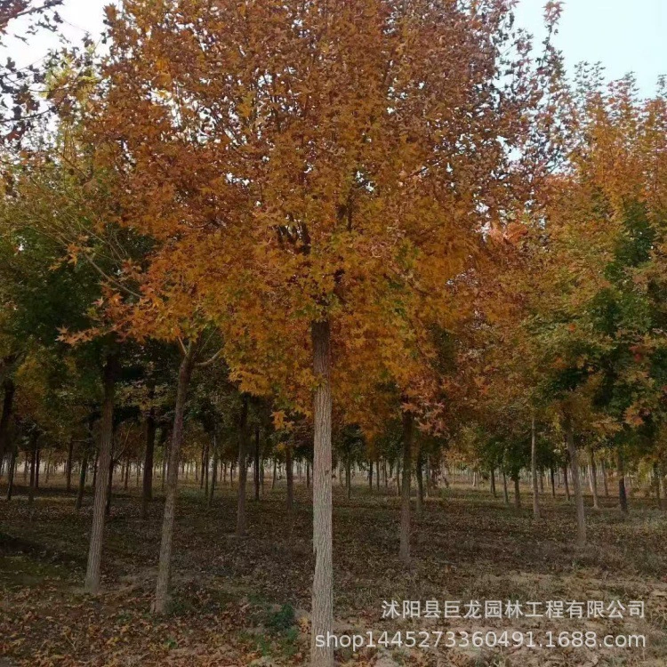 Проект по зеленению детского сада, саженцы треугольного клена, характеристики треугольного клена 8-10-12-15- 18-28cm