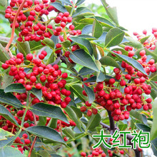 花椒树大苗当年结果四川大红袍花椒树苗嫁接藤椒盆栽地栽庭院种植