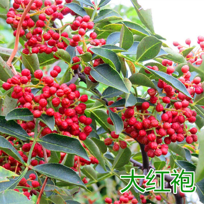 花椒树大苗当年结果四川大红袍花椒树苗嫁接藤椒盆栽地栽庭院种植
