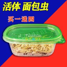 面包虫活虫黄粉虫仓鼠蝎子林蛙蜜袋鼯鲜活饲料虫包邮包活厂家工厂