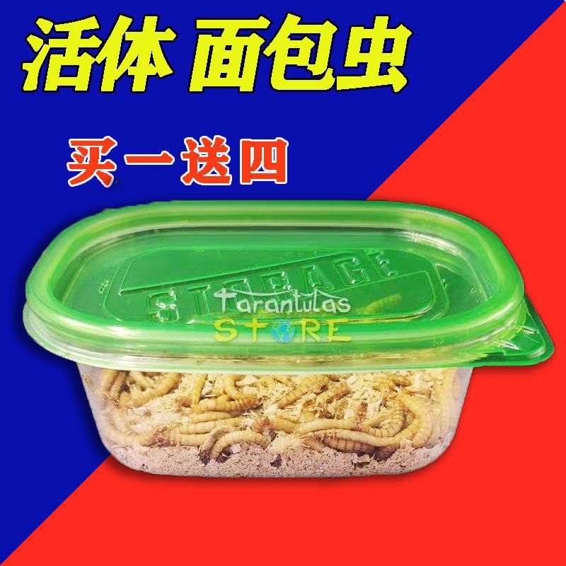 面包虫活虫黄粉虫仓鼠蝎子林蛙蜜袋鼯鲜活饲料虫包邮包活厂家工厂
