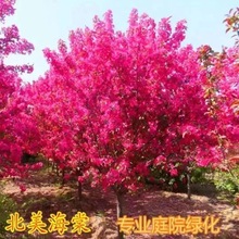 �ߗU�������z�������Ļ����������ͥԺ���Ę�ֲ���ͺ�����ľ����