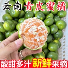 正宗云南青皮蜜桔橘新鲜5斤应当季时令孕妇水果整箱绿青皮柑橘子
