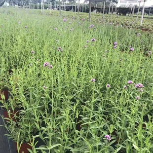 Willow Verbena, Verbena Small Cup, Verbena Two-Color Cup, Seasonal Grass Flower, Complete Specifications