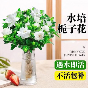 Hydroponic Gardenia Potted Indoor Indoor Easy to Grow Desktop Flowering Green Plants and Florals One Piece Wholesale Aliexpress