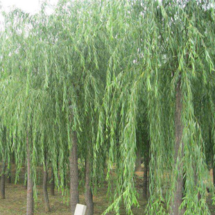 Direct Sales from the Base of Green Willow, Fast-Growing Green Willow Seedlings, Street Landscaping and Greening Seedlings, Complete Specifications
