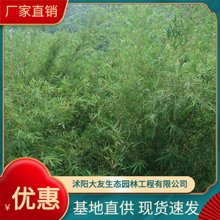 Promotional Ci Xiao Bamboo Base Direct Sales of Landscaping with Complete Specifications Ci Xiao Bamboo