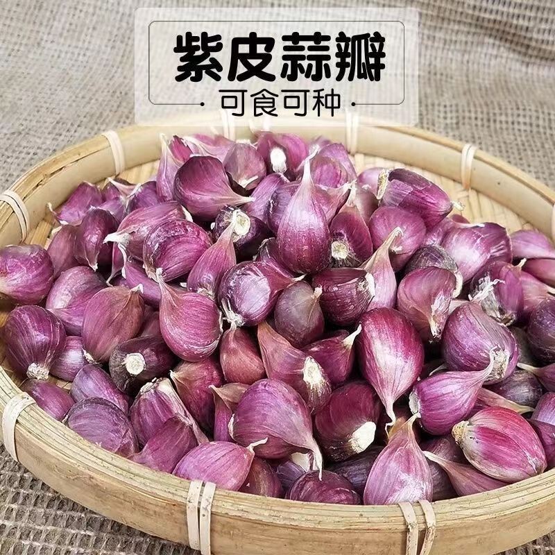 Garlic seeds are plump, have a high germination rate, are cold-resistant, and can be used for edible cultivation. They are suitable for growing garlic, harvesting garlic bulbs, and cultivating garlic seedlings Garlic seeds are plump, have a high germination rate, are cold-resistant, and can be used for edible cultivation. They are suitable for growing garlic, harvesting garlic bulbs, and cultivating garlic seedlings