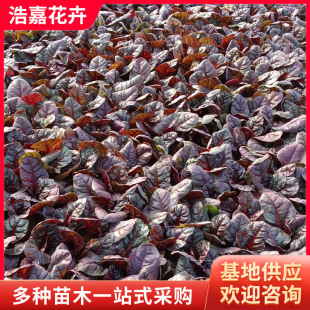 Red Leaf Beet Seedlings, Garden Greening Winter Cold-Resistant Florals, Red Leaf Spinach Winter Ornamental Red Leaf Spinach Wholesale